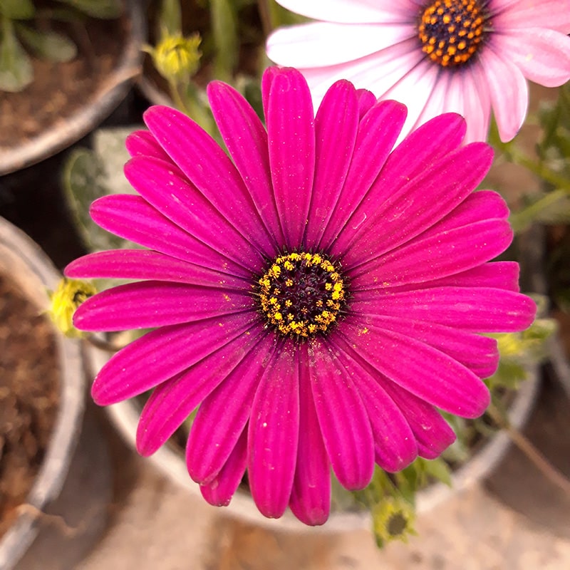 دانلود آهنگ تو گلمی گلمی یه یه تو نفس خودمی یه یه اکس بند